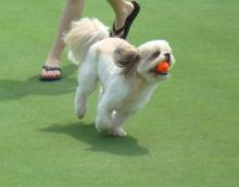 Junior Golf Academy Image